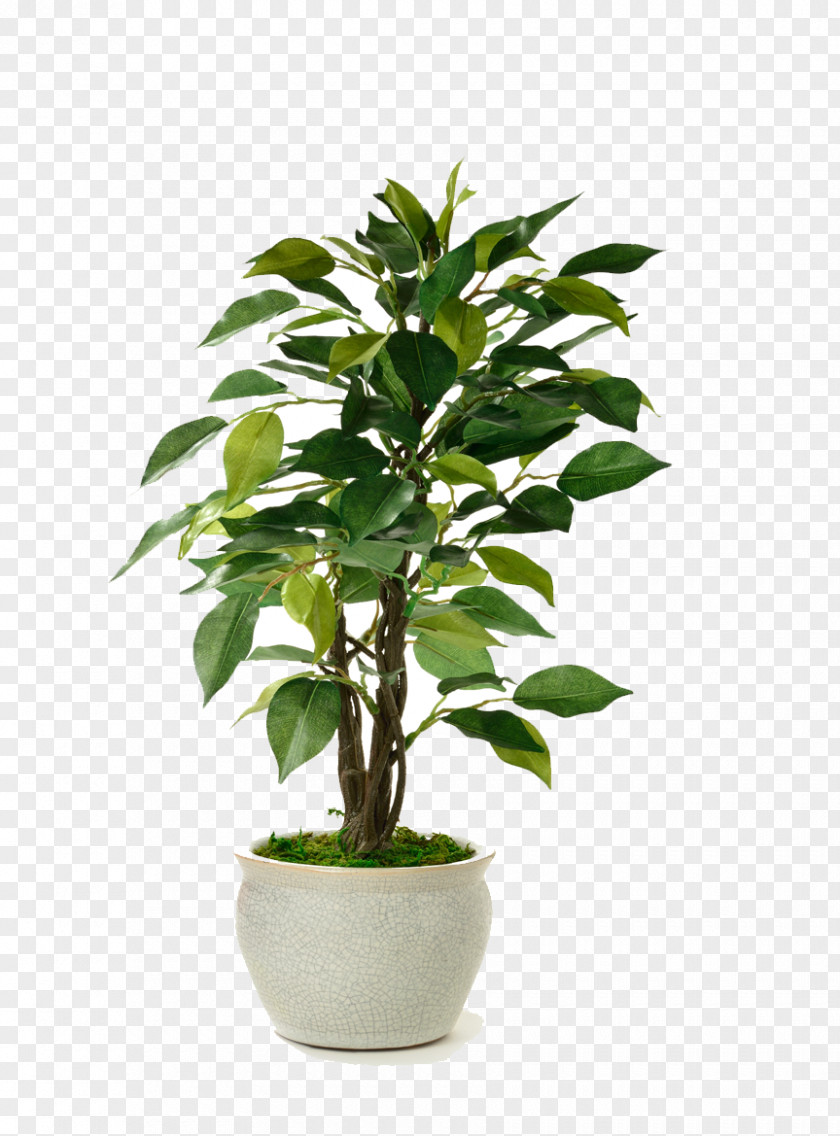 Plant Houseplant Flowerpot Stock Photography Succulent PNG