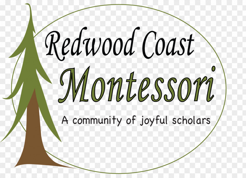 Tree Redwood National And State Parks Eureka Montessori School Redwoods PNG