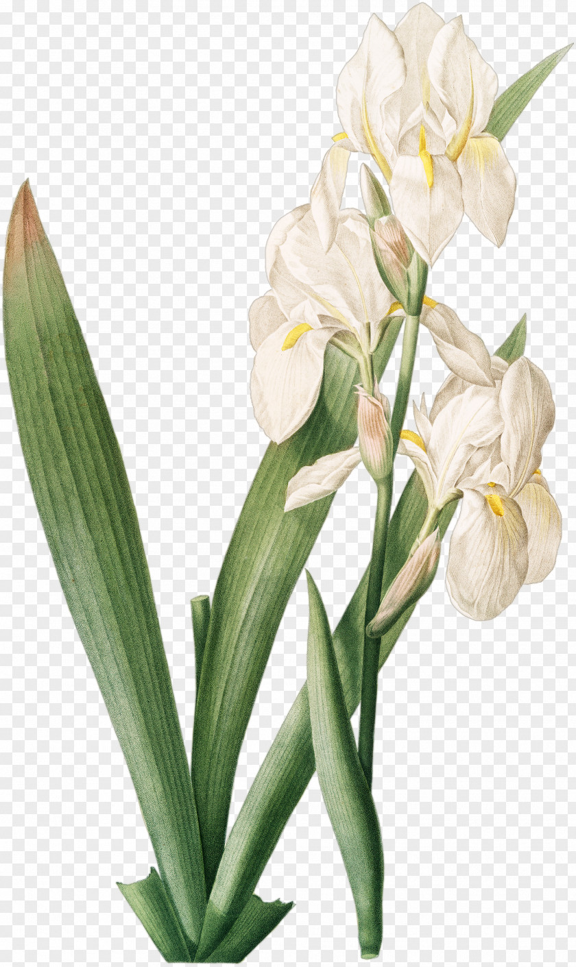 White Fairy Irises Iris Florentina Croatica 百合圣经 Redouté Lilies: 50 Selections PNG