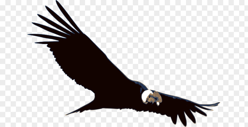 Bird Andean Condor Vulture Colca Canyon PNG