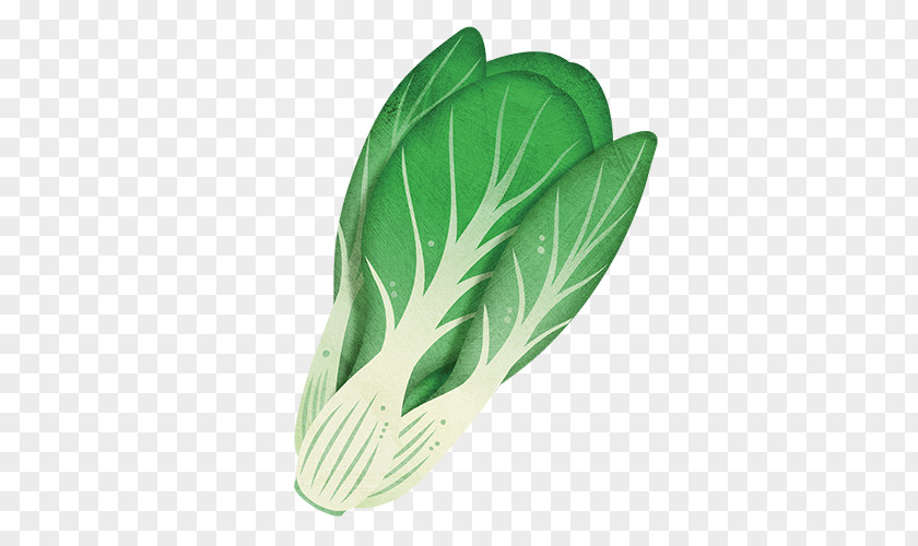 Bok Choy Leaf Vegetable Chinese Cabbage Plant PNG