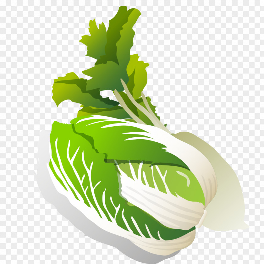 Creative Cabbage Leaf Vegetable Daikon Turnip Napa Chinese PNG