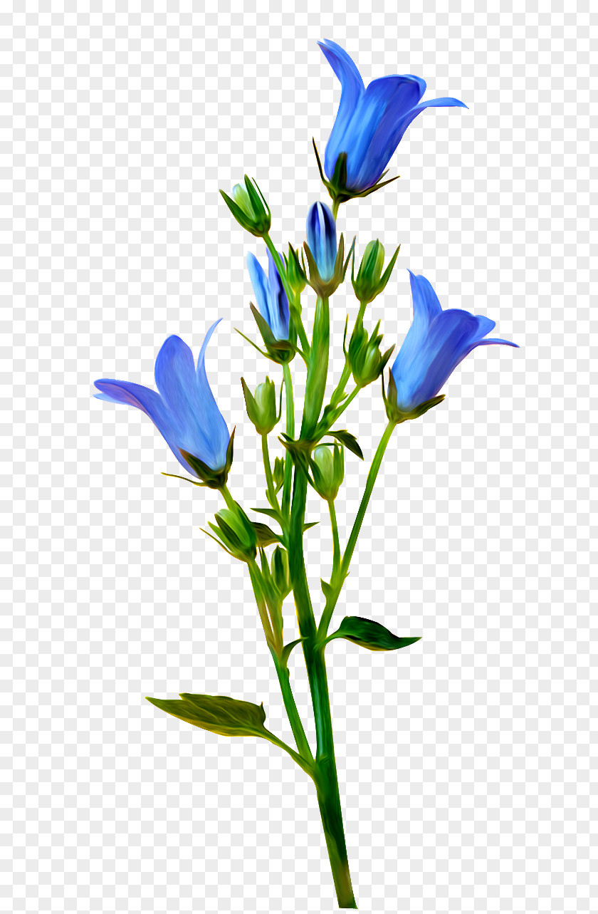 Flower Yandex Search Blossom Blue Clip Art PNG