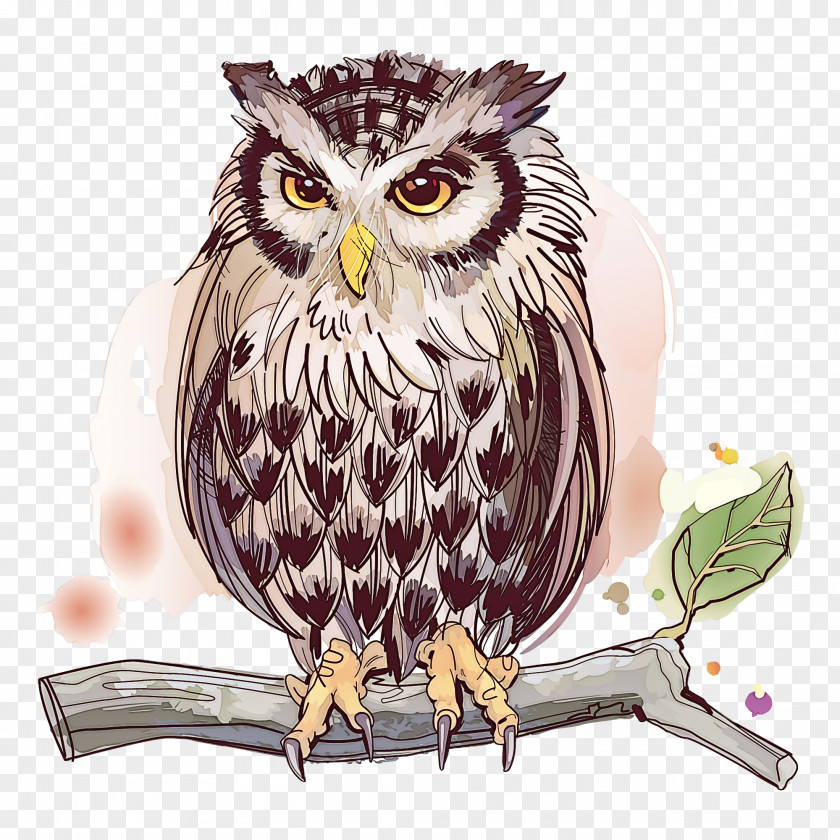 Owl Bird Of Prey Beak Watercolor Paint PNG