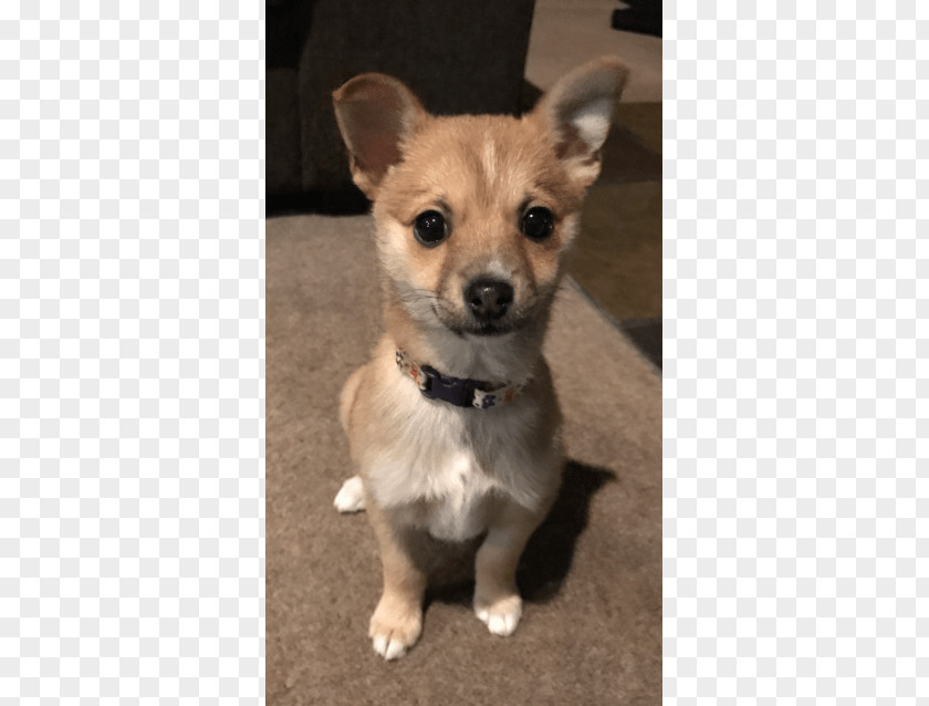 Puppy Corgi-Chihuahua Rare Breed (dog) Dog PNG