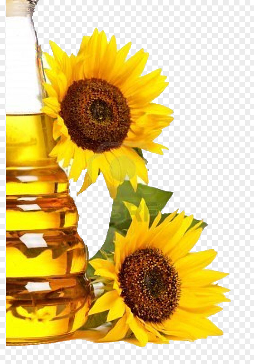 Sunflower Oil Common Cooking Oils Seed PNG