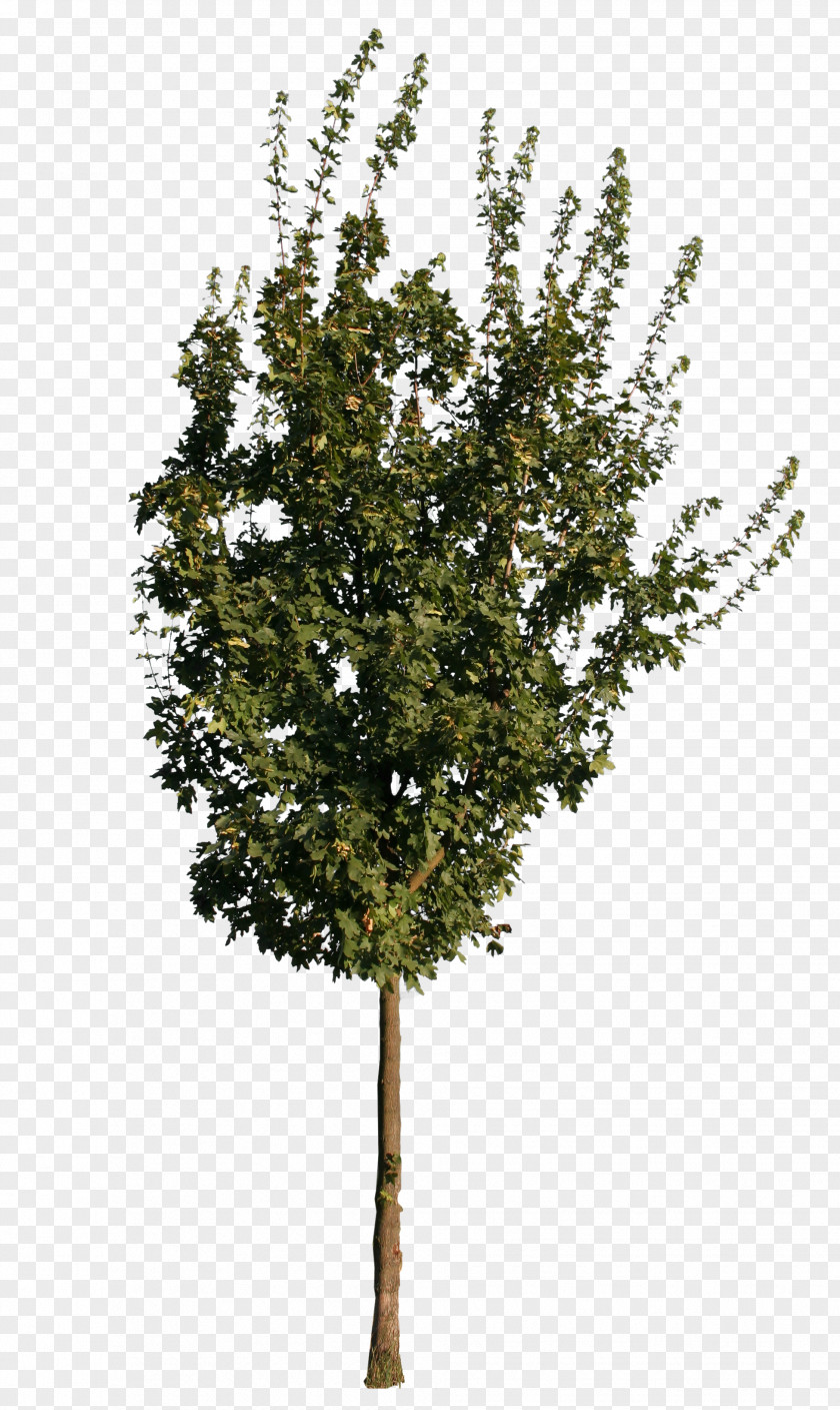 Tree Twig European Ash Oak Sugar Maple PNG