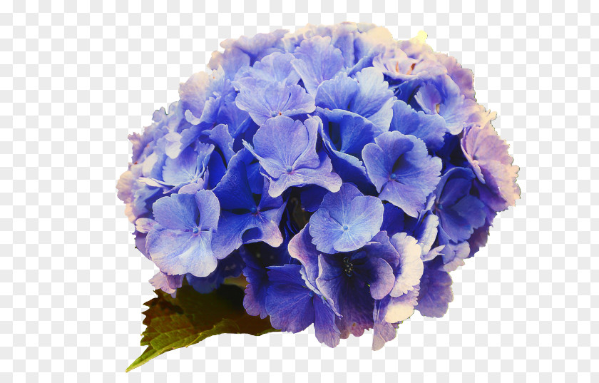 Verbena Geranium Blue Watercolor Flowers PNG
