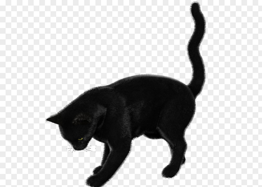 Black Cat Bombay Korat Burmese European Shorthair PNG
