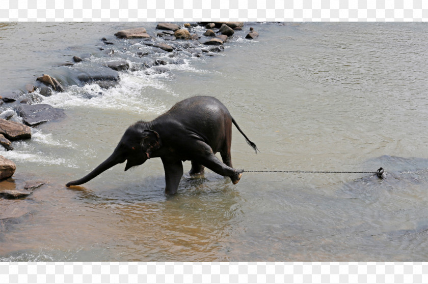 Elephant Indian African Pinnawala Orphanage Pachydermata PNG