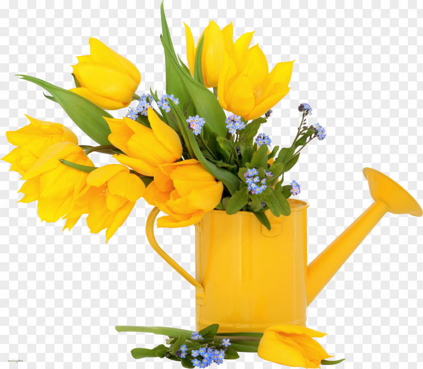 Spring Tulip Flower Stock Photography Yellow PNG