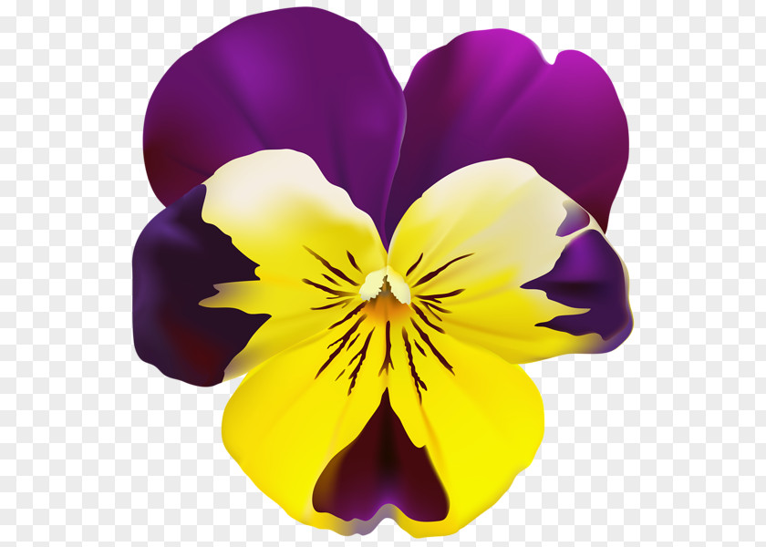 Violet Flower Pansy Art Drawing Clip PNG