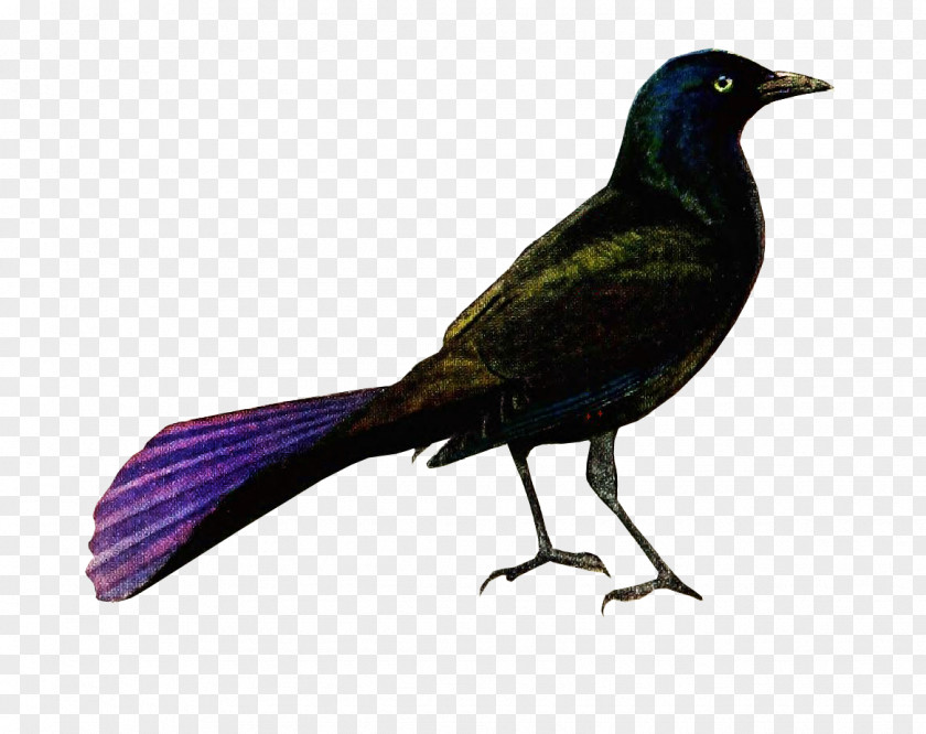Birds And Insects New Caledonian Crow Brown-headed Cowbird American Common Grackle PNG