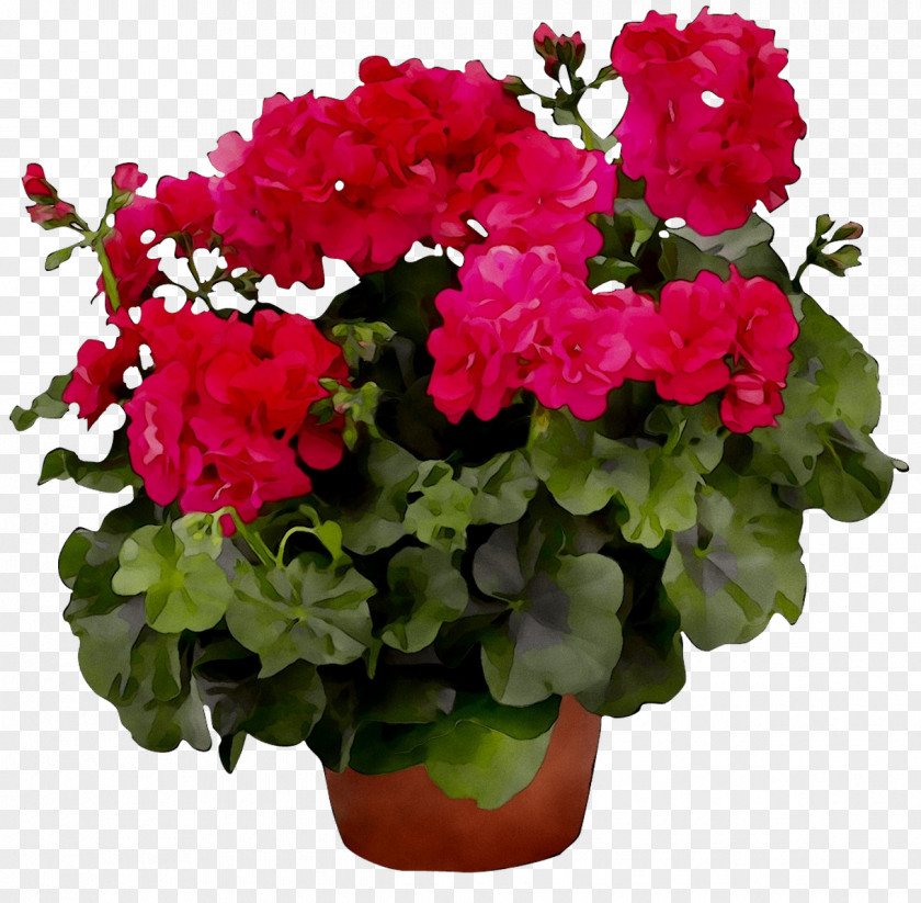 Crane's-bill Geraniums Houseplant Annual Plant Plants PNG