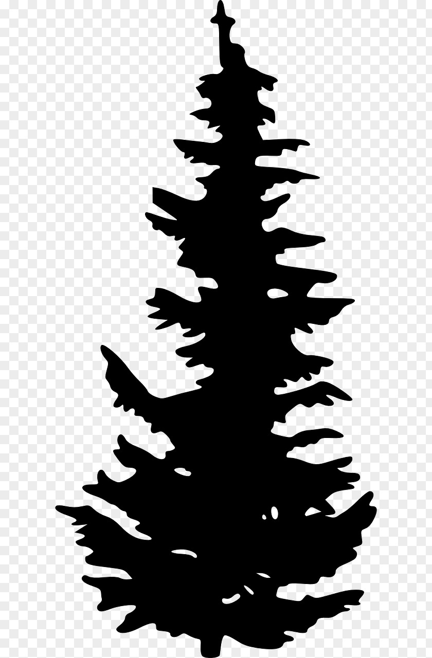 Silhouette Evergreen Tree Pine Clip Art PNG