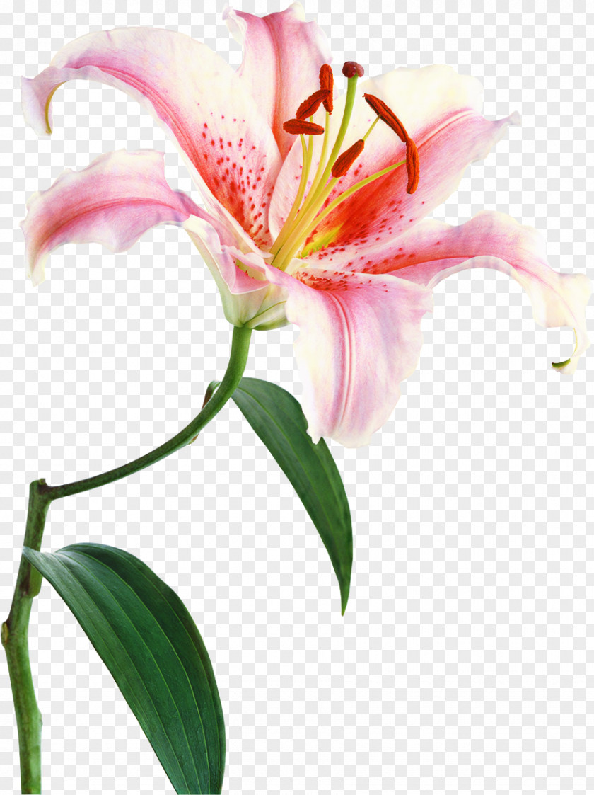 Amaryllis Family Plant Stem White Lily Flower PNG