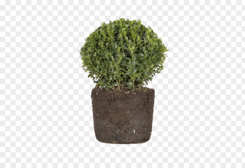 Boxwood African Buxus Sempervirens Flowerpot Elho Algarve Cilindro With Wheels Garden Shrub PNG