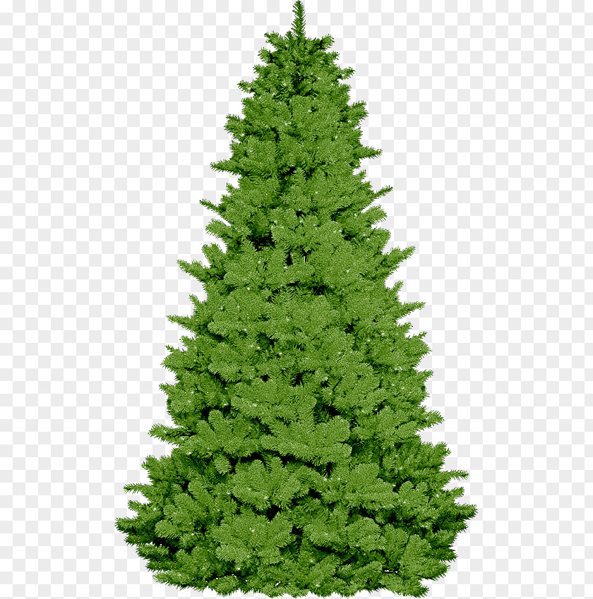 Christmas Tree Spruce Pre-school Fir Symbol PNG