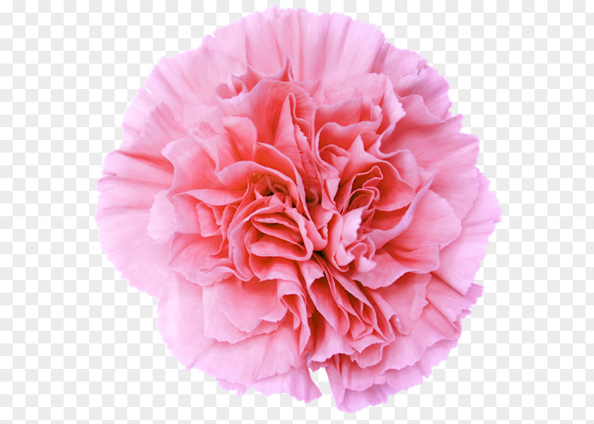 Flower Desktop Wallpaper Pink Flowers Clip Art PNG