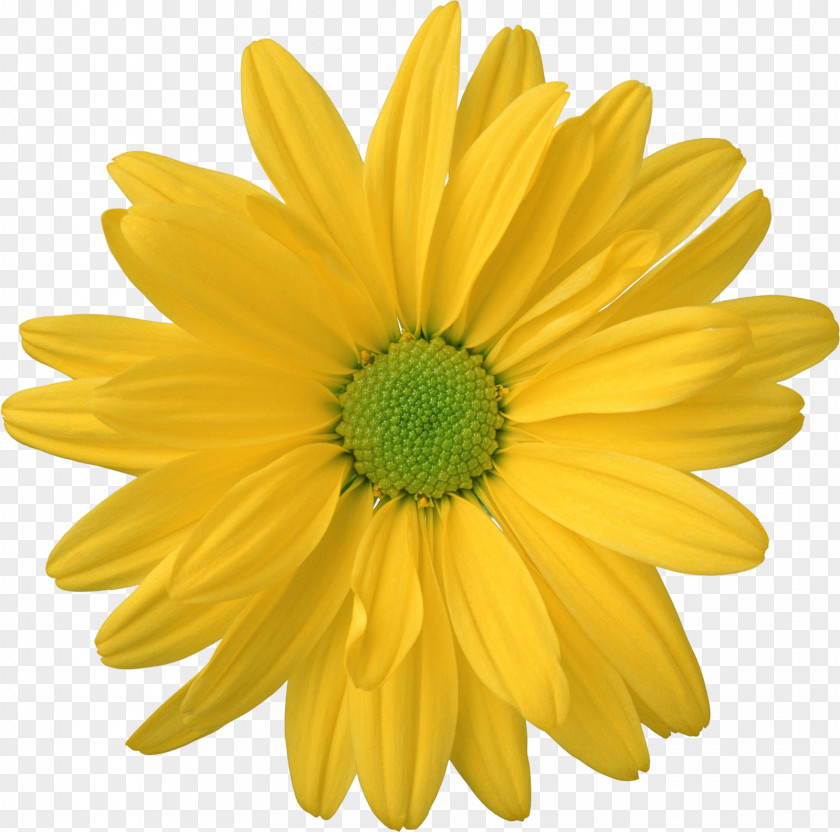 Gerbera Flower Clip Art PNG