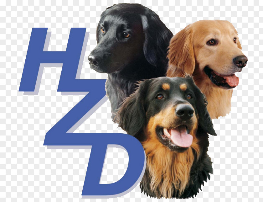 Puppy Hovawartzucht Verband Für Das Deutsche Hundewesen Fédération Cynologique Internationale PNG