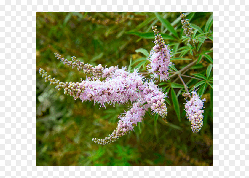 Vitex Chaste Tree Stock Photography Chastity Menopause PNG