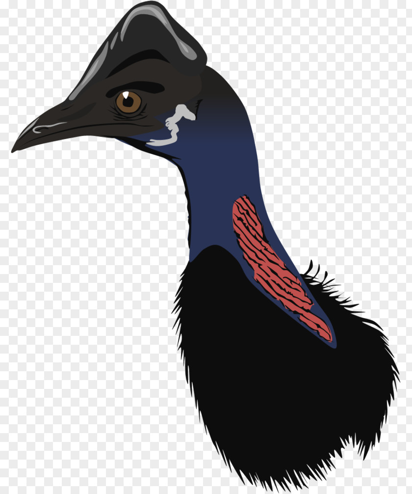 Bird Beak Flightless Wing Feather PNG