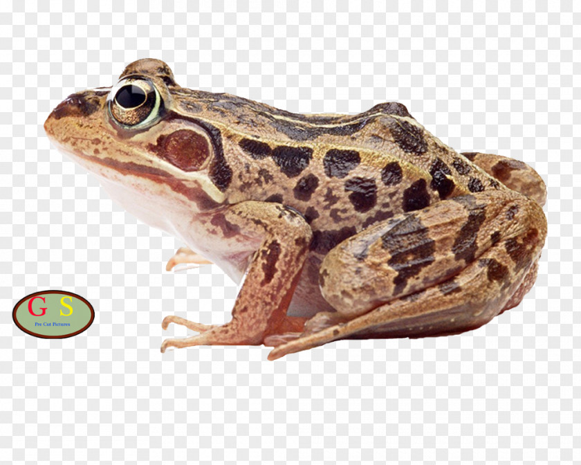 Frog Common True Edible Amphibian PNG