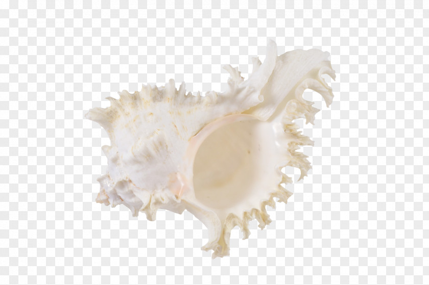 Seashell Frame PNG