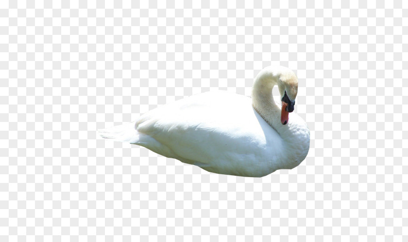 White Swan Duck Black Animal Cygnini PNG