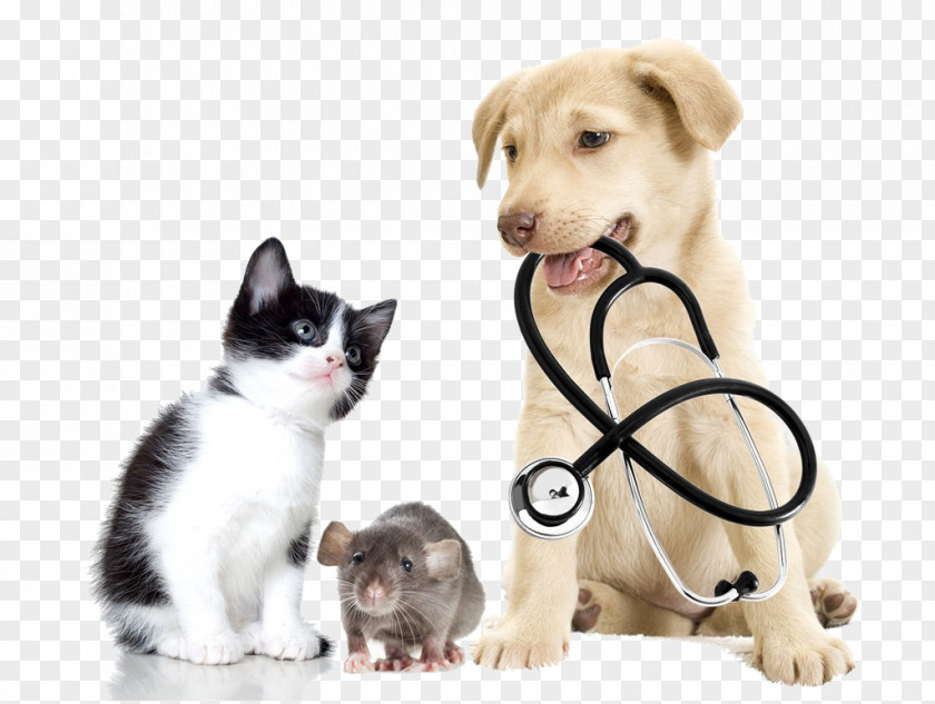 Cats And Dogs Veterinarian Veterinary Medicine Pet Clinique Vxe9txe9rinaire PNG