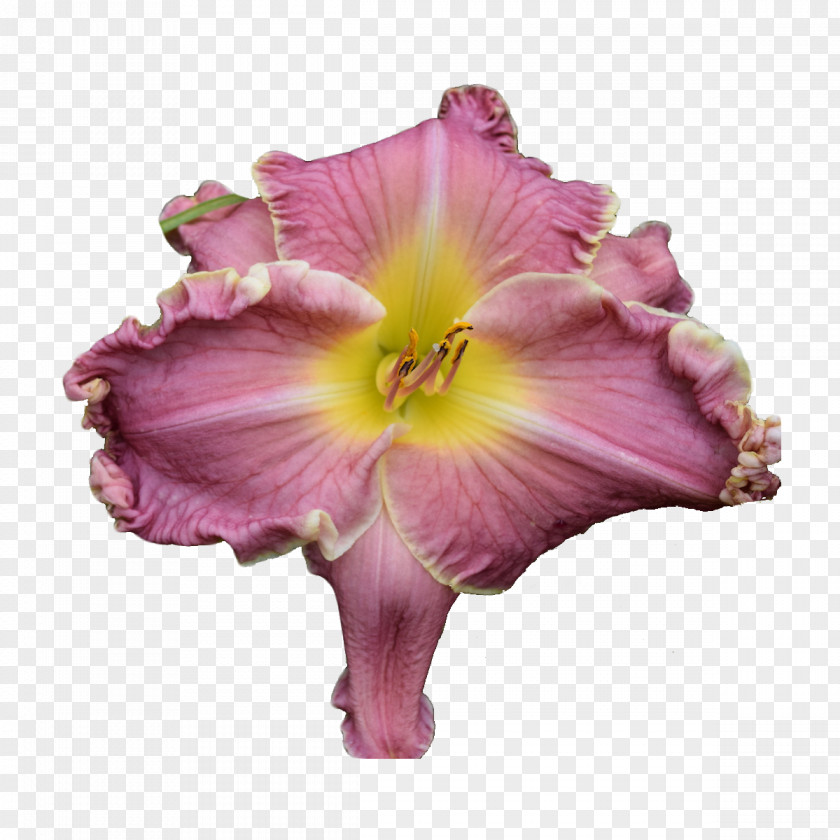 Daylily Morning Glory Pink Purple Petal Flower Violet PNG