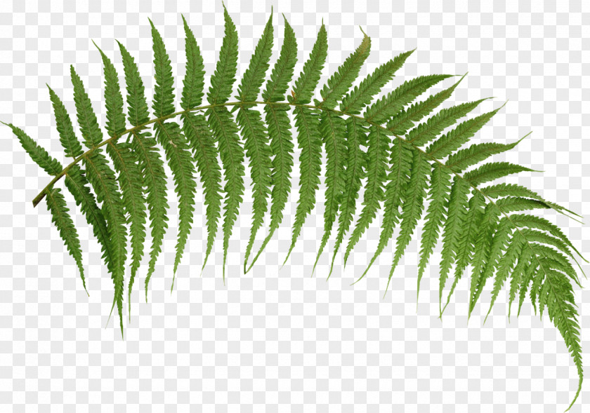 Fern Transparent Desktop Wallpaper Image Plants PNG