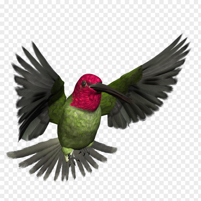 High Resolution Clipart Bird Free Content Clip Art PNG