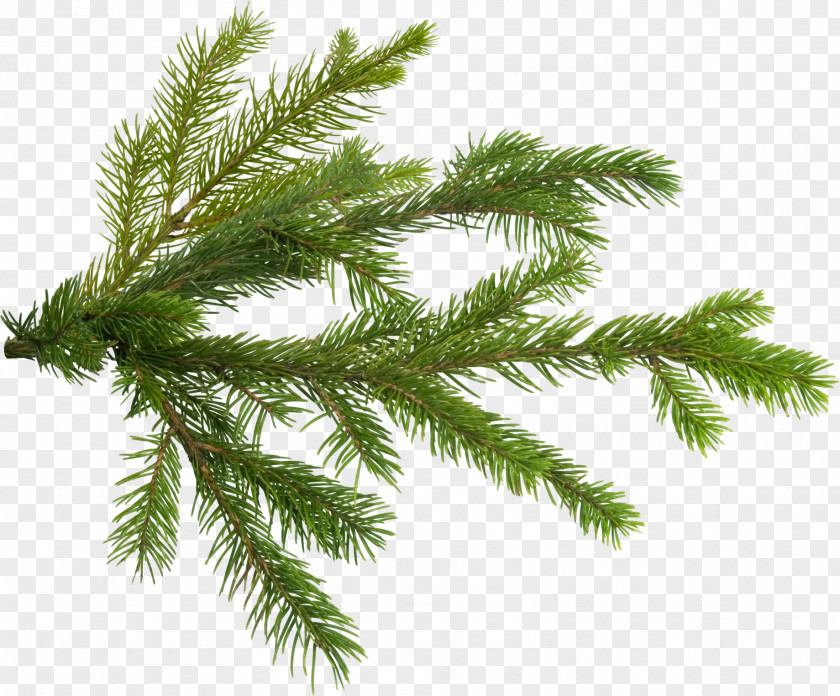 Pine Tree Branch Fir PNG