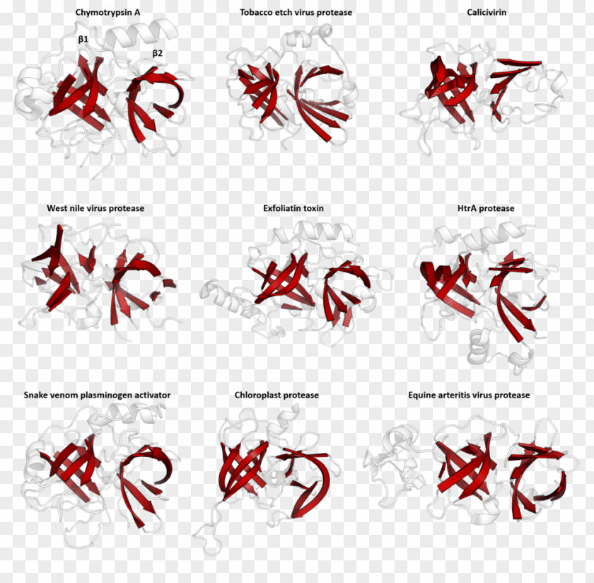 Triad Protein Superfamily PA Clan Homology Family PNG