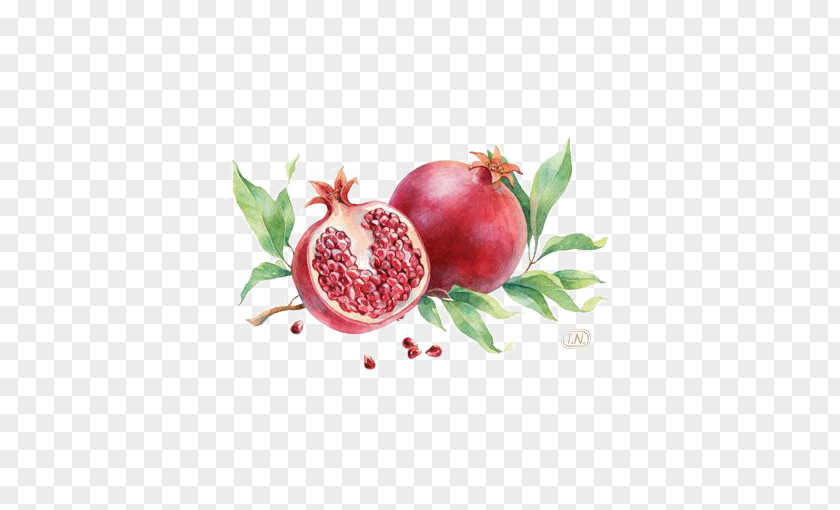 Watercolor Pomegranate Fruit Red PNG