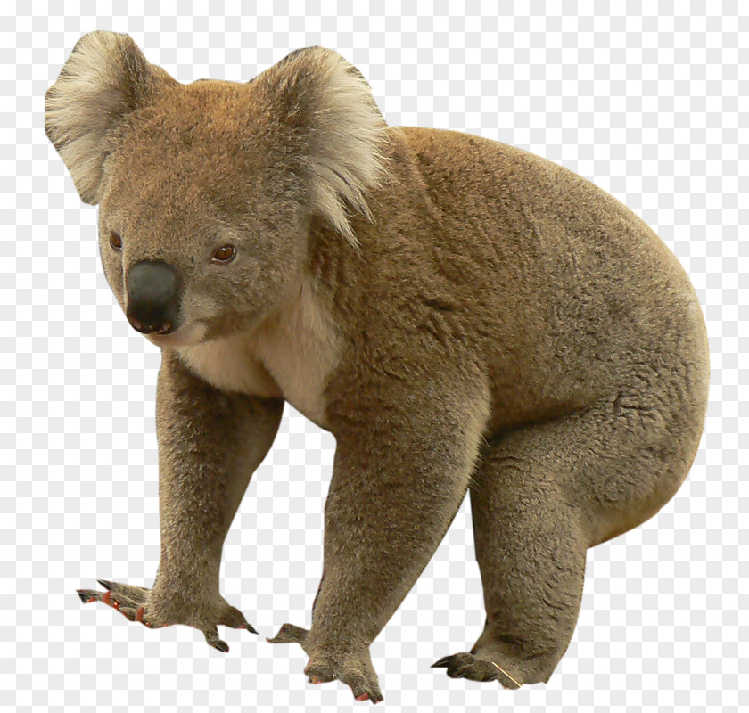 Zoo Koala Brown Bear Fauna Fur PNG