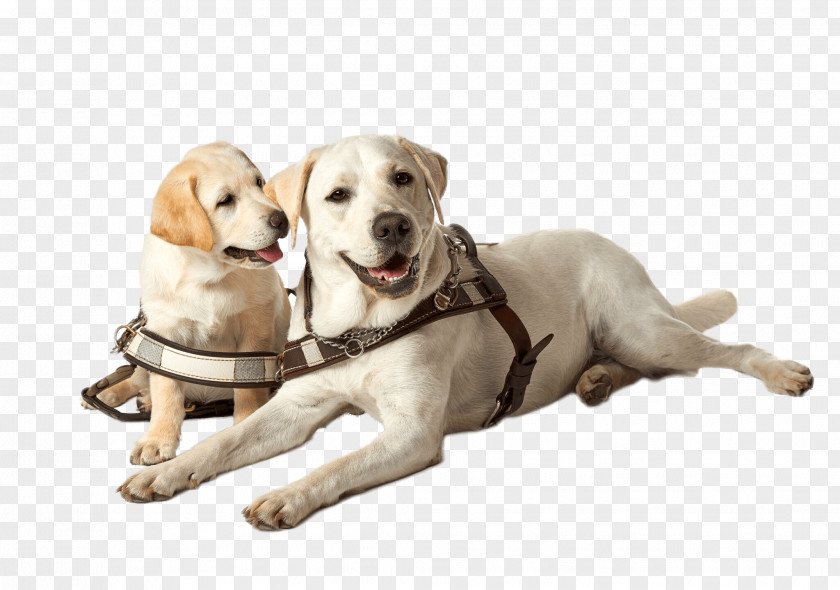 About Us Labrador Retriever Golden Puppy Guide Dog To Dogs PNG