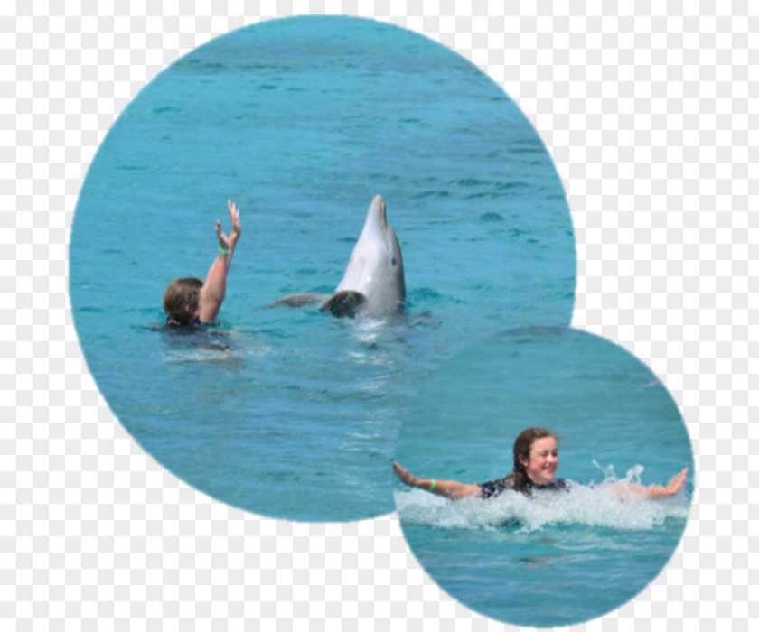 Dolphin Water Leisure Recreation Vacation PNG