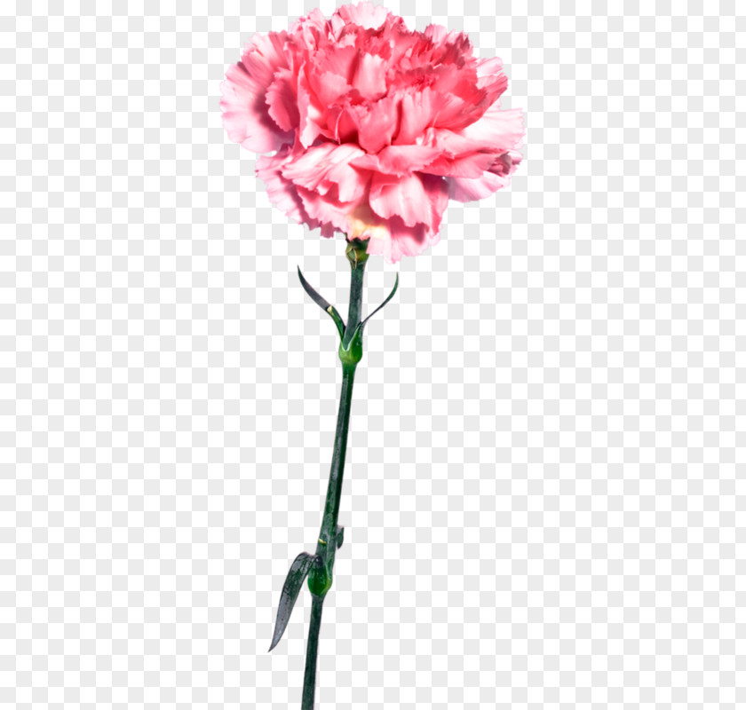 Karanfil Carnation Garden Roses Pink Flower PNG