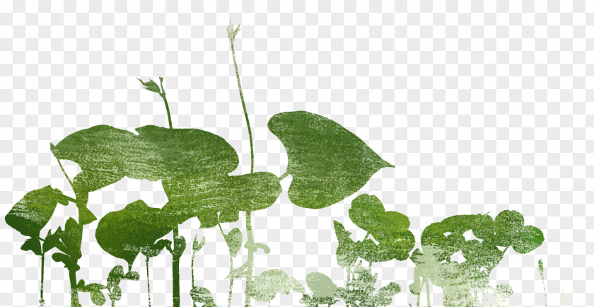Leaf Herb Plant Stem Annual Flower PNG