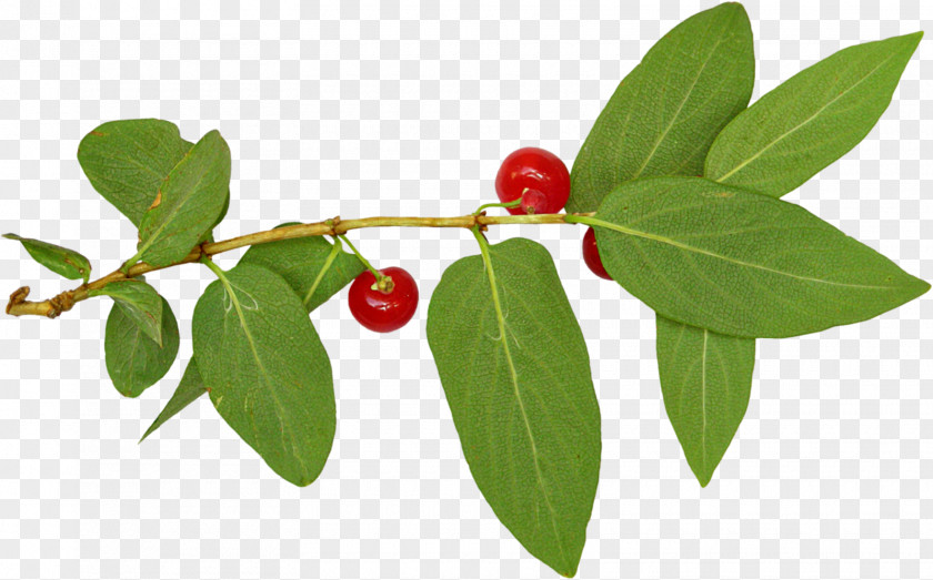 Lingonberry Silver Buffaloberry Holly Family Barbados Cherry PNG