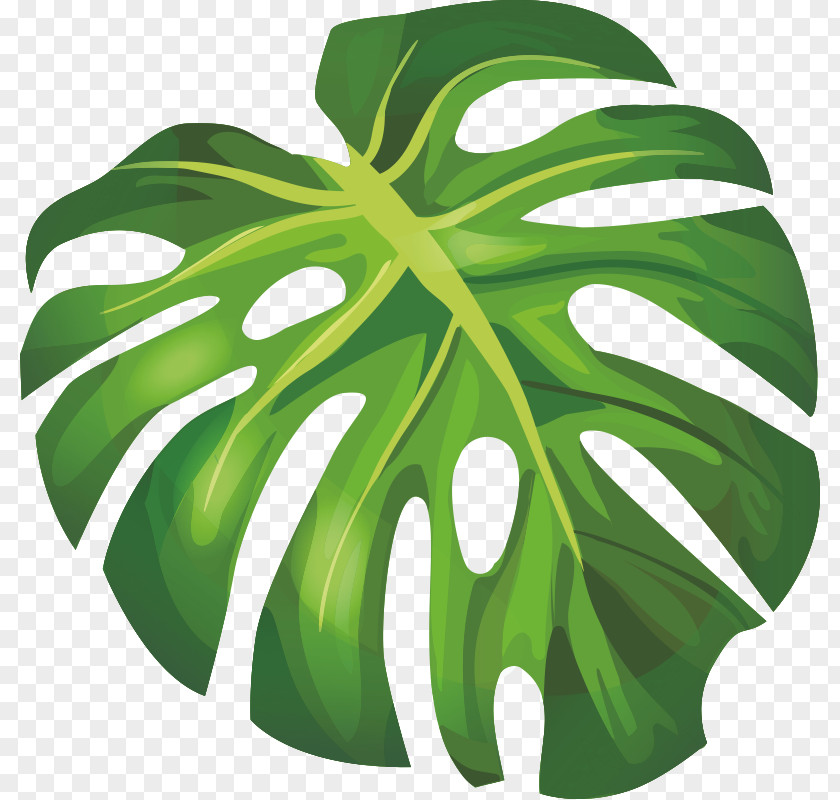 Banana Leaf Arecaceae PNG