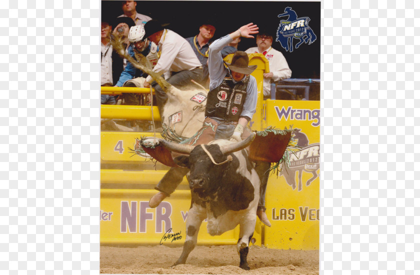 Bull Riding Professional Rodeo Cowboys Association Horse PNG