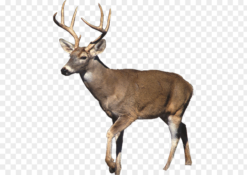 Deer White-tailed Mule Desktop Wallpaper Hunting PNG