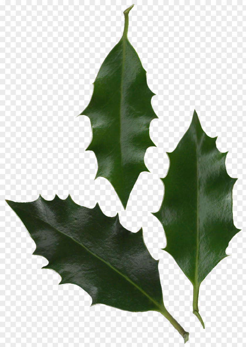 Foliage Leaf Common Holly Plant Tree Information PNG