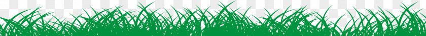 Grass Wheatgrass Green Close-up Wallpaper PNG