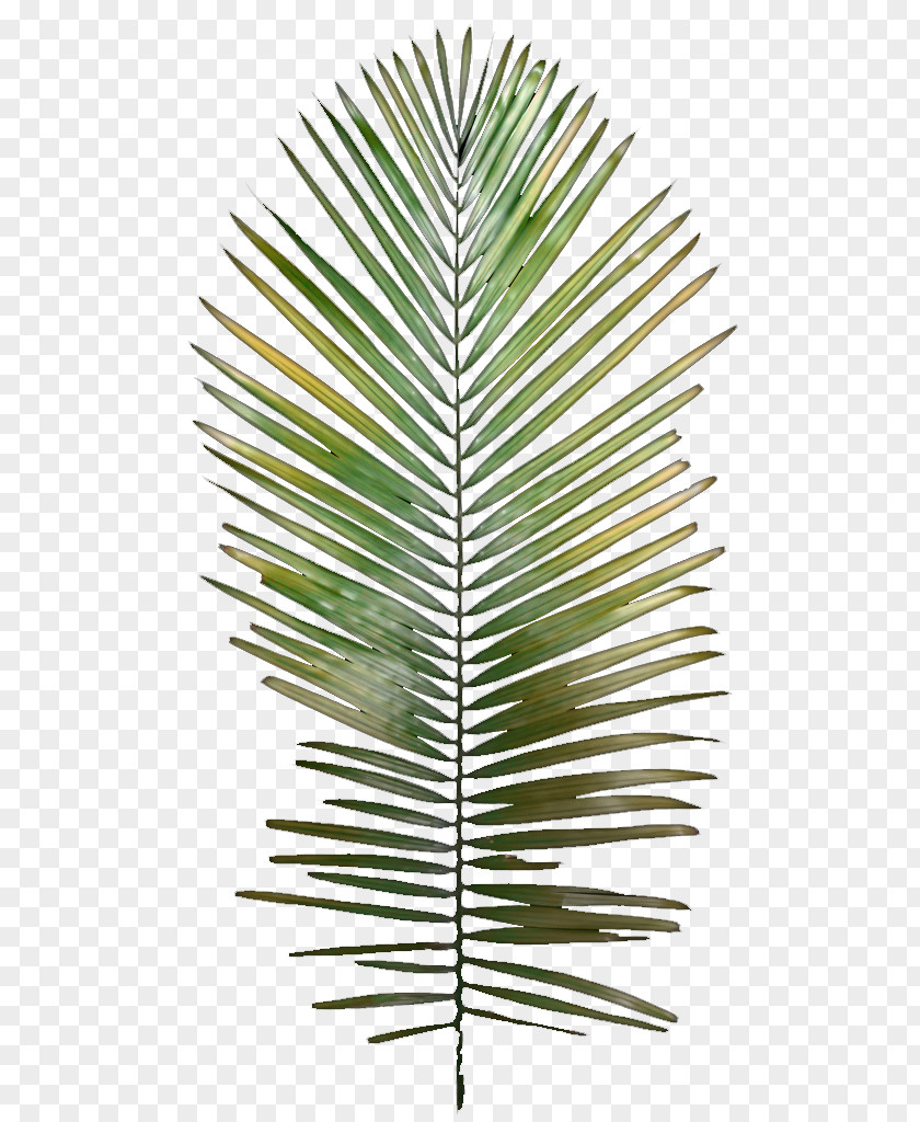 Palm Leaves Leaf Tree Arecaceae Plant Stem PNG