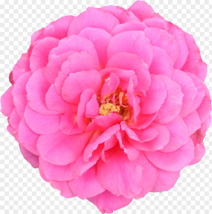 Carnation Flower Pink Color Garden Roses Cabbage Rose Floribunda Cut Flowers PNG